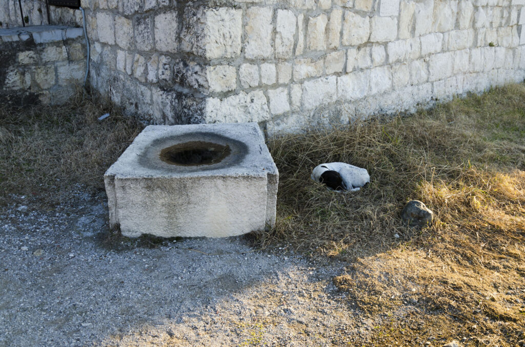 Собаки в Анакопийской крепости
